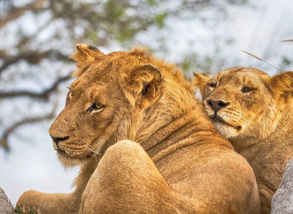 Where Can I Reliably See the Big Five in Tanzania?