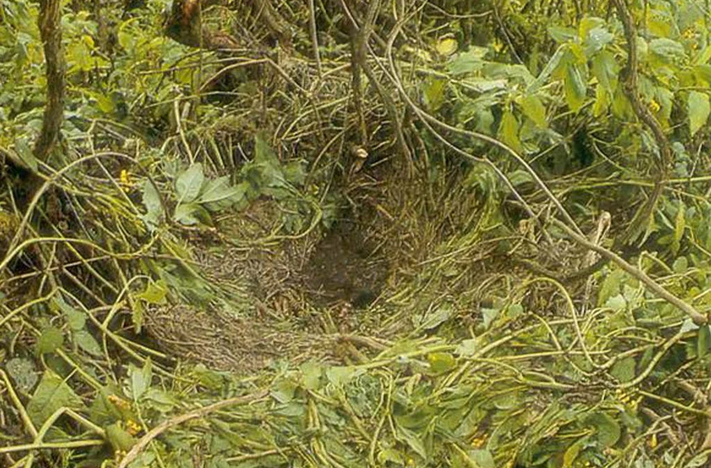 How Gorillas Build Nests Each Night in the Wild