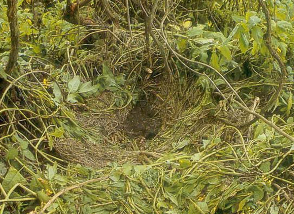 How Gorillas Build Nests Each Night in the Wild
