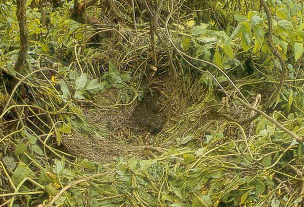 How Gorillas Build Nests Each Night in the Wild