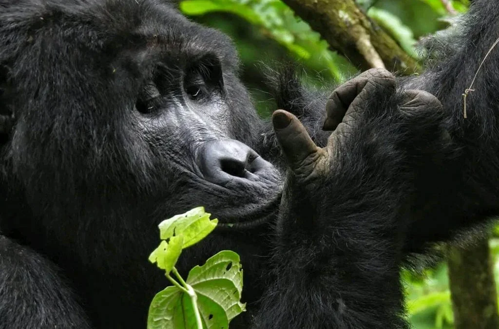 How to Plan Your 2026 Rwanda Safari