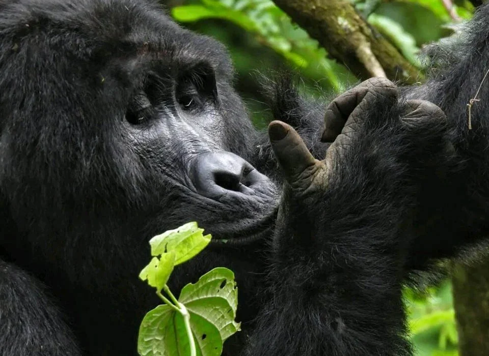 How to Plan Your 2026 Rwanda Safari
