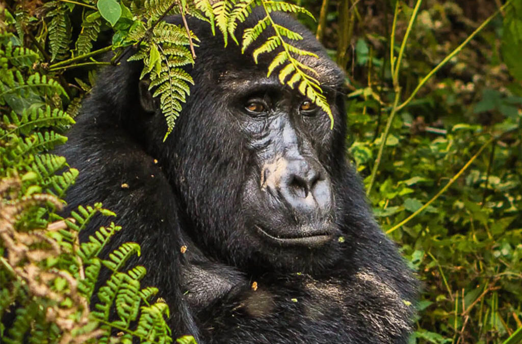 Is Gorilla Trekking in Nkuringo Sector Difficult?