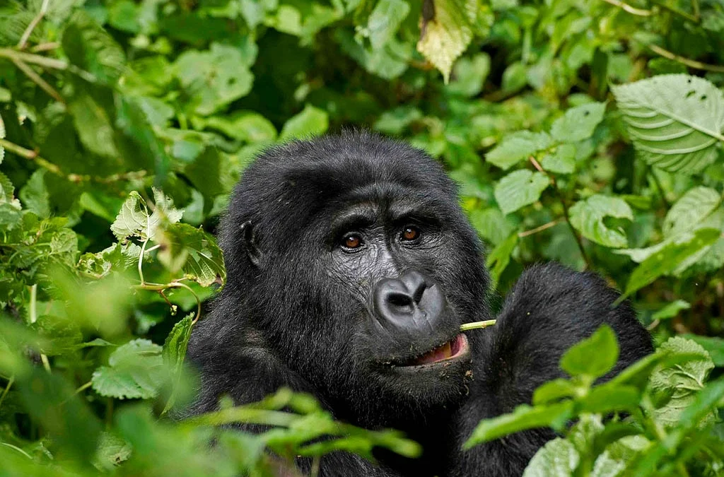 Best Time to Go Gorilla Trekking in Uganda with Fewer Crowds