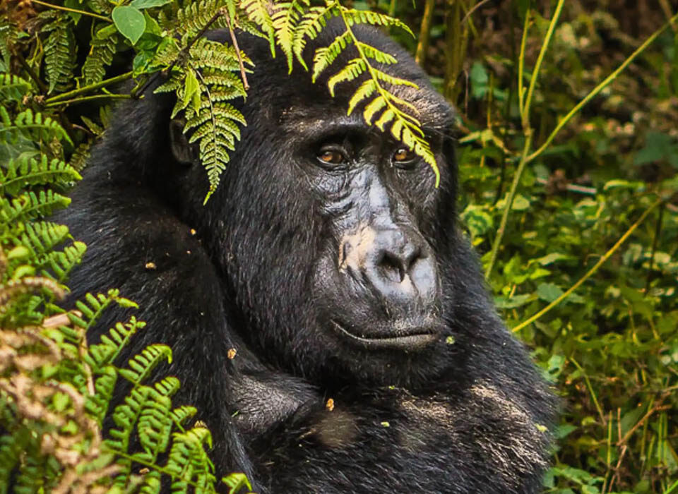 Is Gorilla Trekking in Nkuringo Sector Difficult?