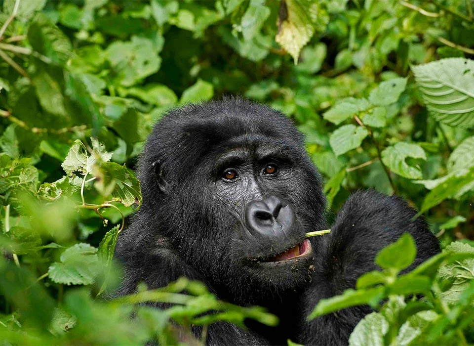 Best Time to Go Gorilla Trekking in Uganda with Fewer Crowds
