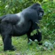 The Best Way to Combine Rwanda and Uganda Gorilla Trekking