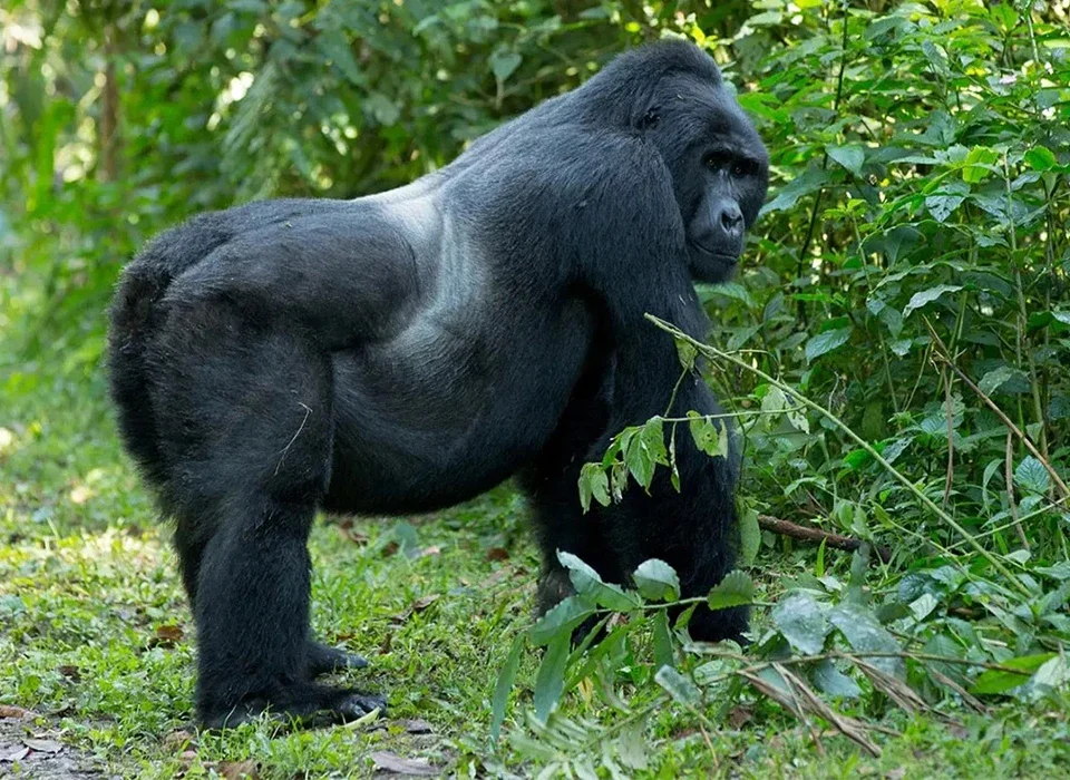 The Best Way to Combine Rwanda and Uganda Gorilla Trekking