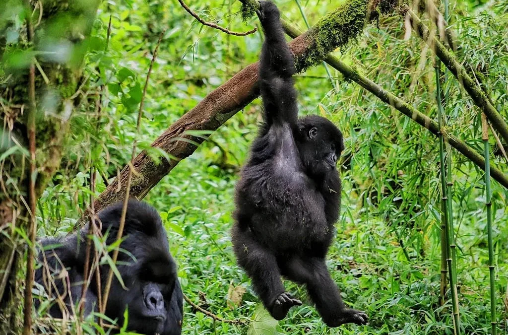 Combining Rwanda Gorilla Safari with Akagera National Park