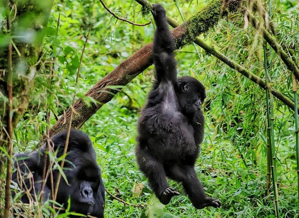Combining Rwanda Gorilla Safari with Akagera National Park