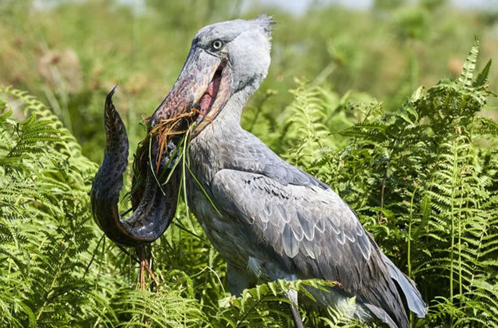 Can You See the Shoebill in Murchison Falls National Park?