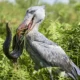 Can You See the Shoebill in Murchison Falls National Park?
