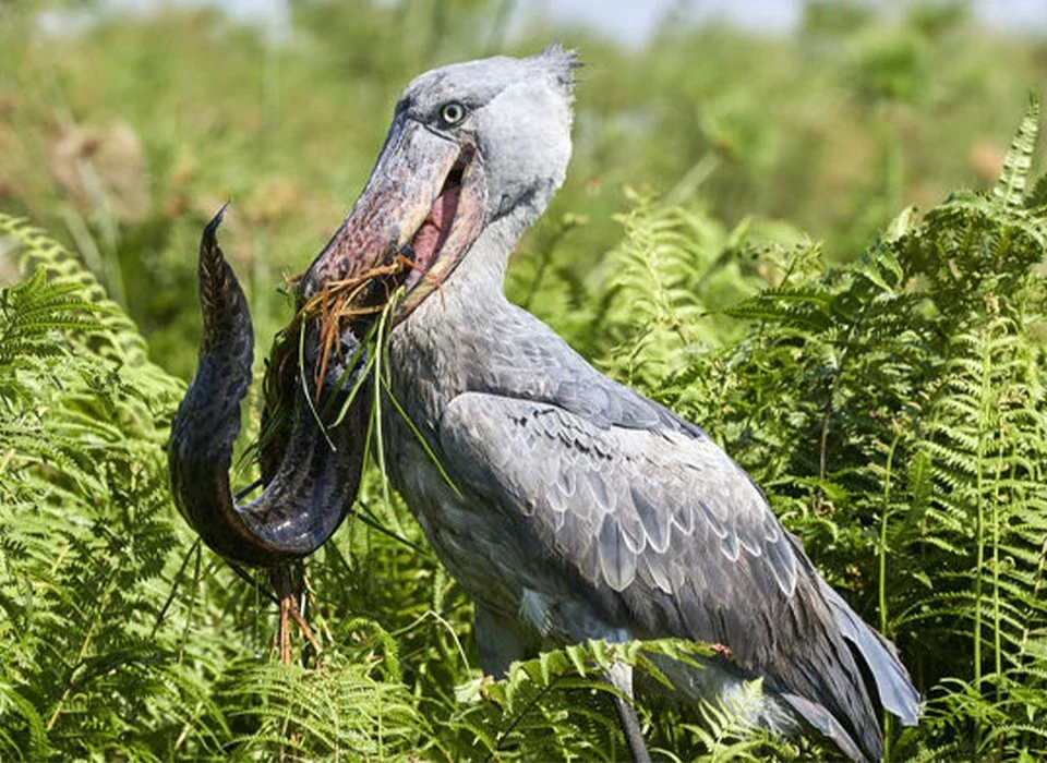 Can You See the Shoebill in Murchison Falls National Park?