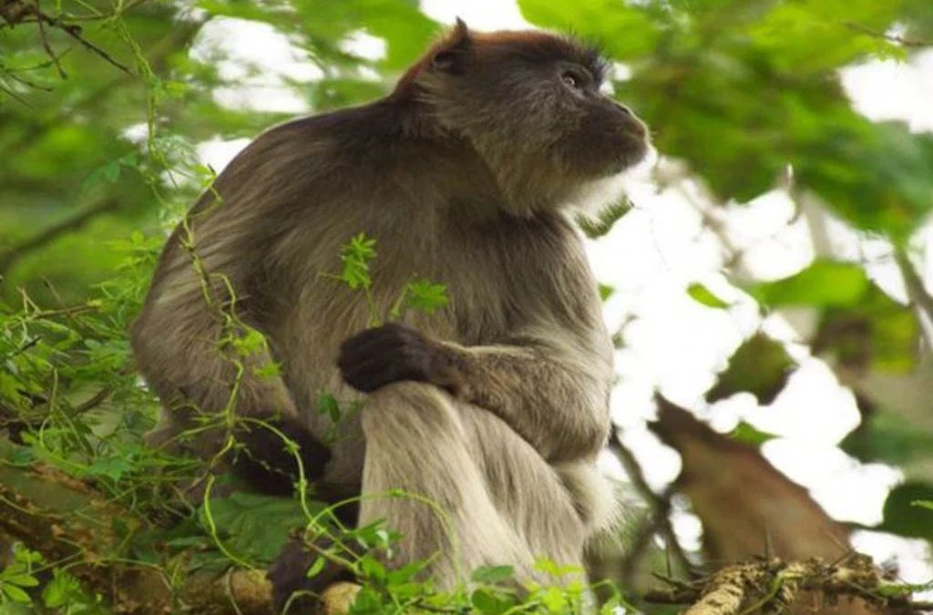 The Top Things to See on the Bigodi Wetland Walk