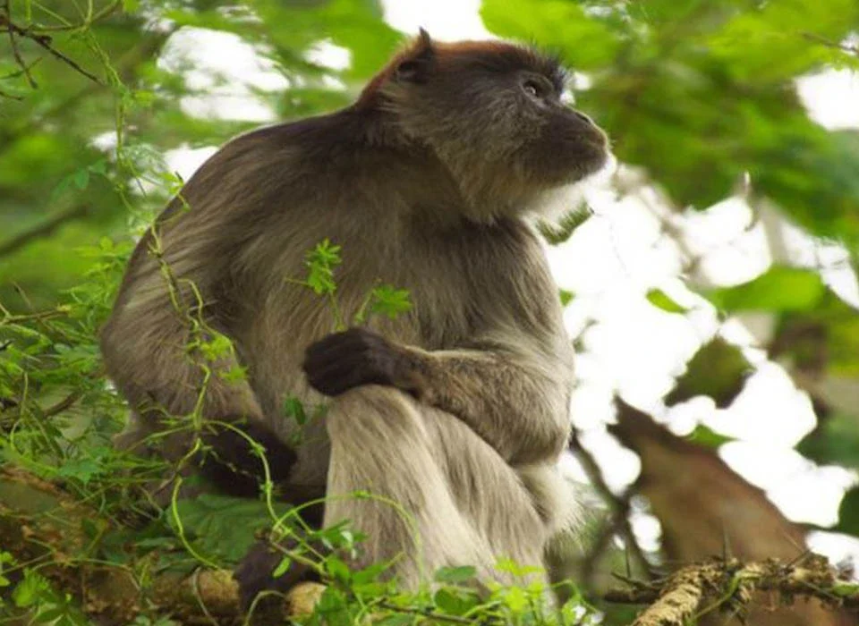 The Top Things to See on the Bigodi Wetland Walk