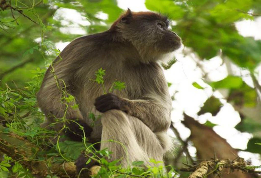 The Top Things to See on the Bigodi Wetland Walk