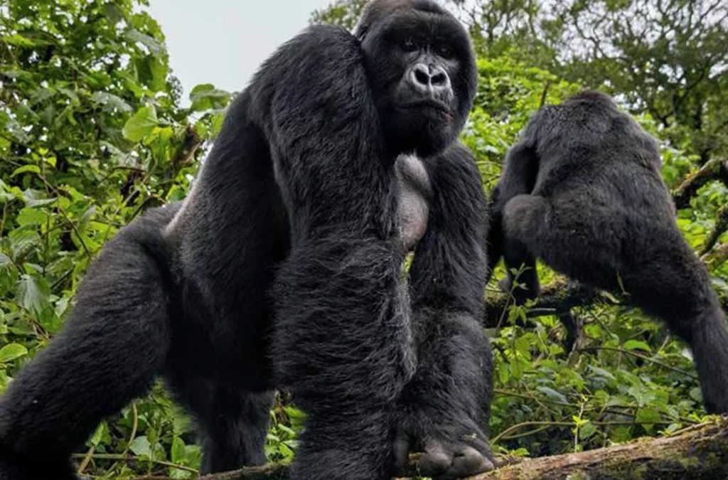 Top 10 Must-See Destinations in Rwanda
