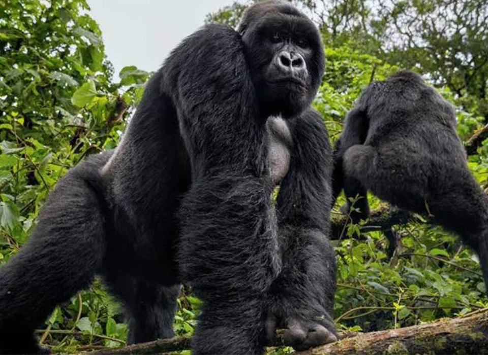 Top 10 Must-See Destinations in Rwanda