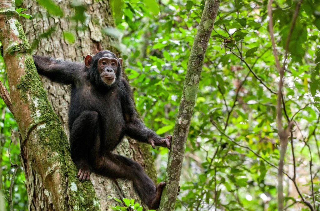 What Can Tourists Experience in Budongo Forest?