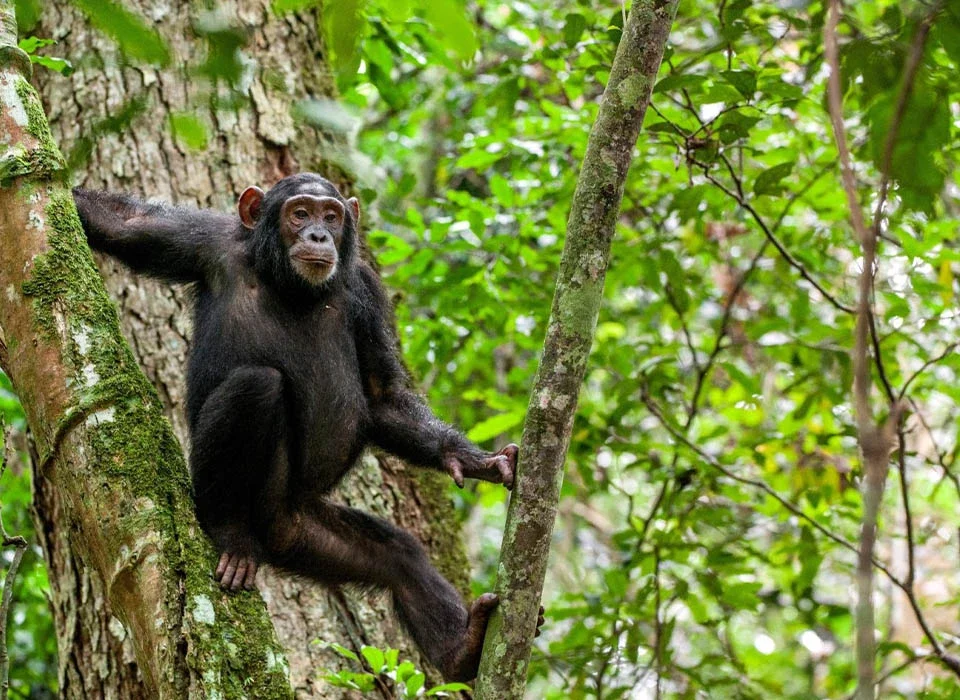 What Can Tourists Experience in Budongo Forest?