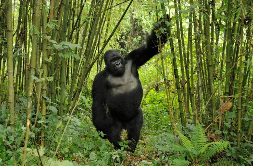 Does Gorilla Trekking Take Place Every Day in Bwindi Impenetrable National Park?