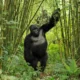Does Gorilla Trekking Take Place Every Day in Bwindi Impenetrable National Park?