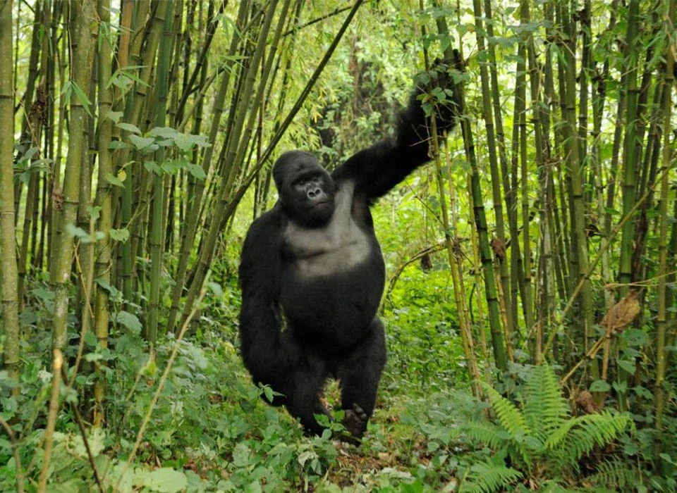Does Gorilla Trekking Take Place Every Day in Bwindi Impenetrable National Park?