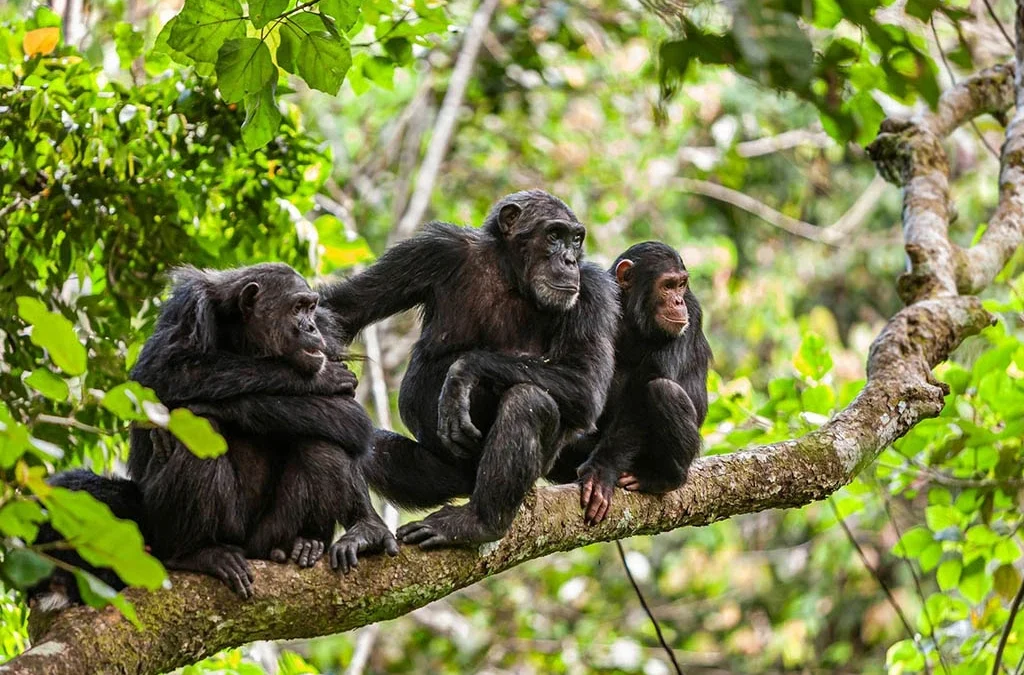 What Does a Chimpanzee Safari Include?