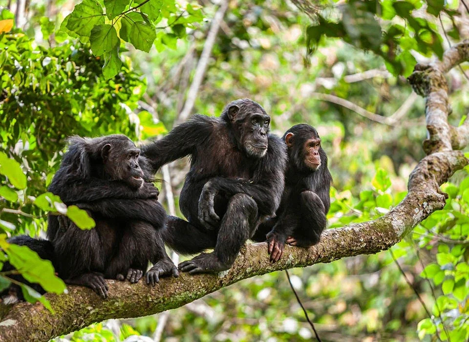 What Does a Chimpanzee Safari Include?