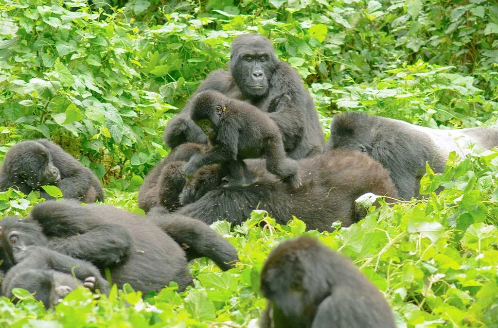 What to Expect on a Gorilla Habituation Safari in Bwindi