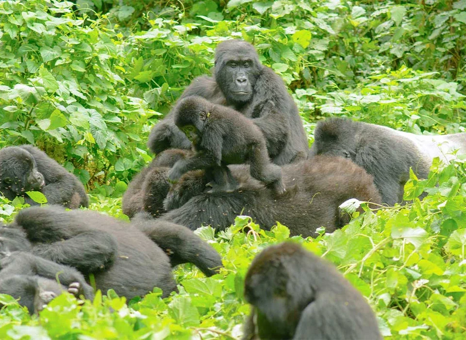 What to Expect on a Gorilla Habituation Safari in Bwindi