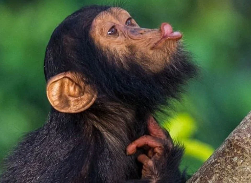 Why Is Kibale National Park Famous for Primates?