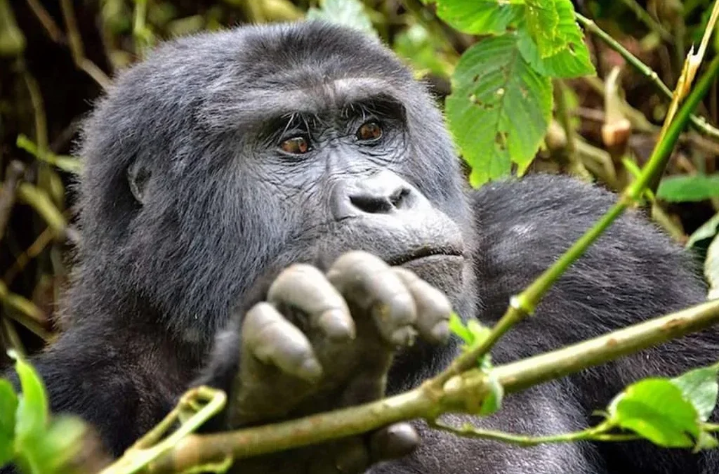 Why Rushaga Stands Out for Double Gorilla Trekking