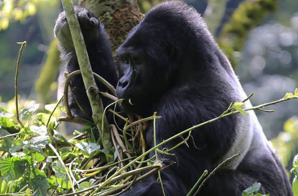 Why You Need to See African Silverback Gorillas in Uganda