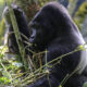 Why You Need to See African Silverback Gorillas in Uganda