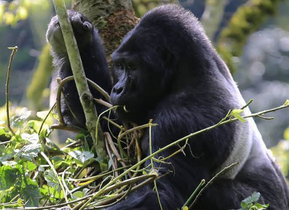 Why You Need to See African Silverback Gorillas in Uganda