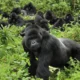 Wildlife Experience in Mgahinga Gorilla National Park