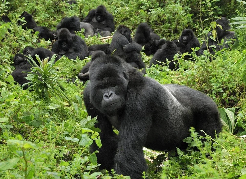 Wildlife Experience in Mgahinga Gorilla National Park