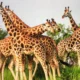 Wildlife Experience in Murchison Falls National Park