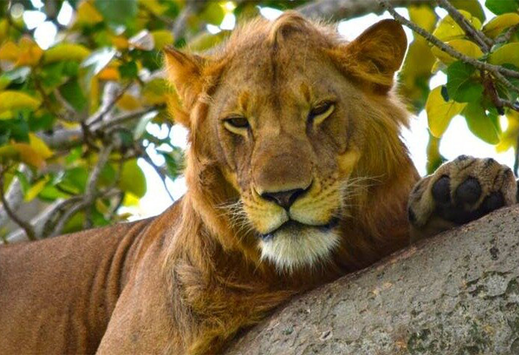 Wildlife Safaris in Queen Elizabeth National Park