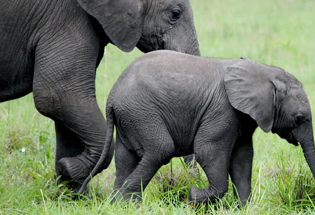 Wildlife Viewing Around the Park: Rwenzori Mountains National Park