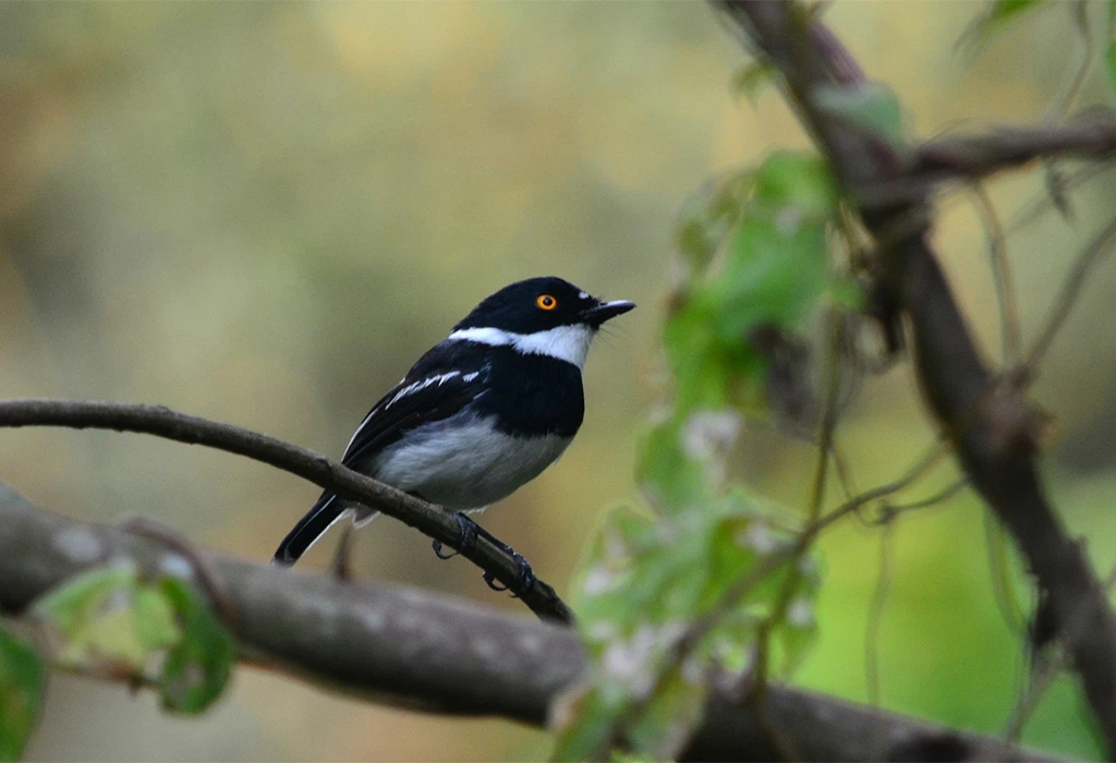 Wildlife and Birdwatching Around the Lake