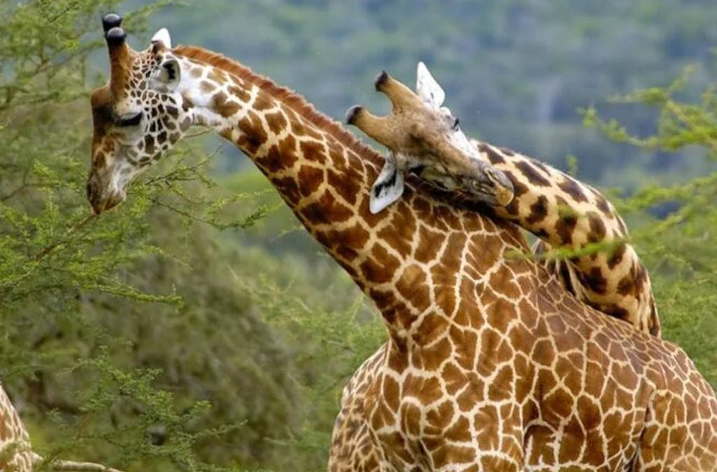 Akagera National Park Safari Activities