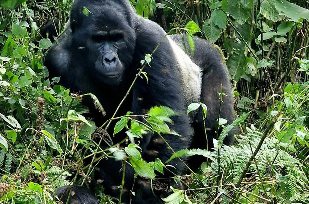 Noheli Gorilla Family in Volcanoes National Park