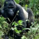 Noheli Gorilla Family in Volcanoes National Park
