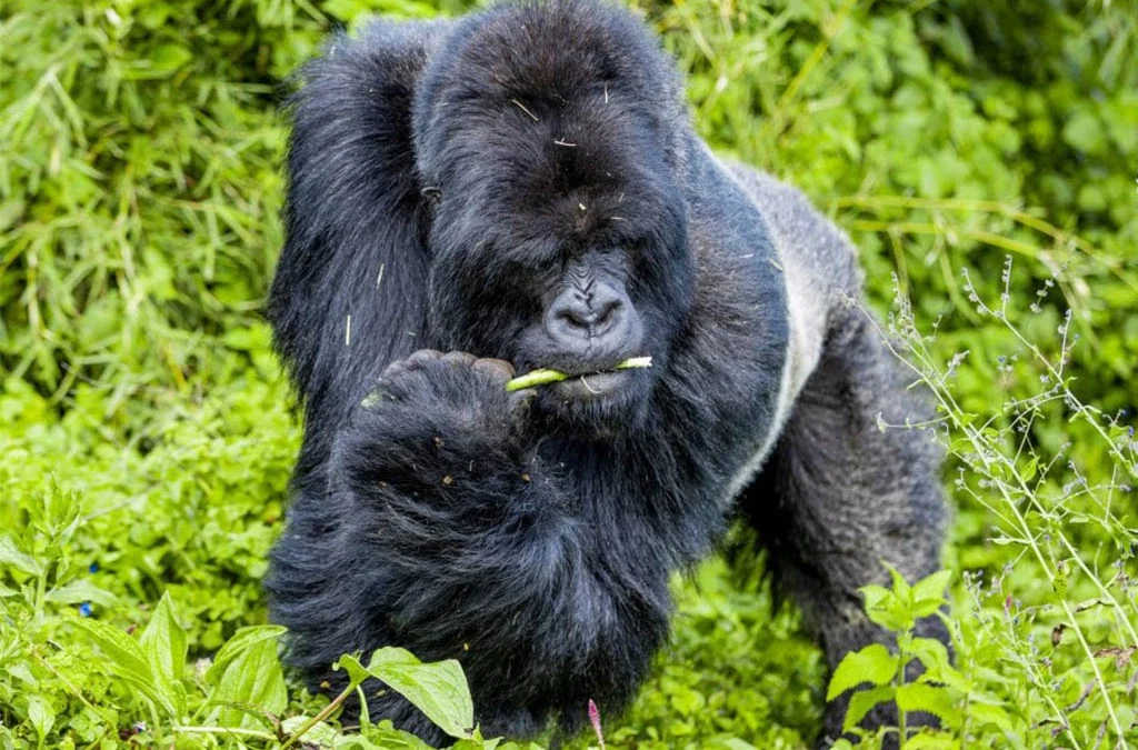 Amahoro Gorilla Family in Volcanoes National Park