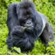 Amahoro Gorilla Family in Volcanoes National Park