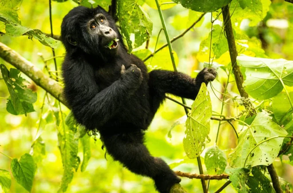 Best Time to Visit Uganda for a Safari Tour