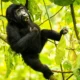 Best Time to Visit Uganda for a Safari Tour