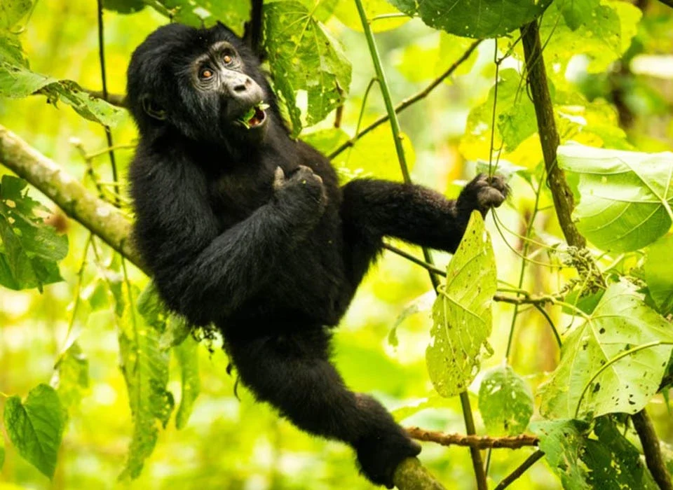 Best Time to Visit Uganda for a Safari Tour